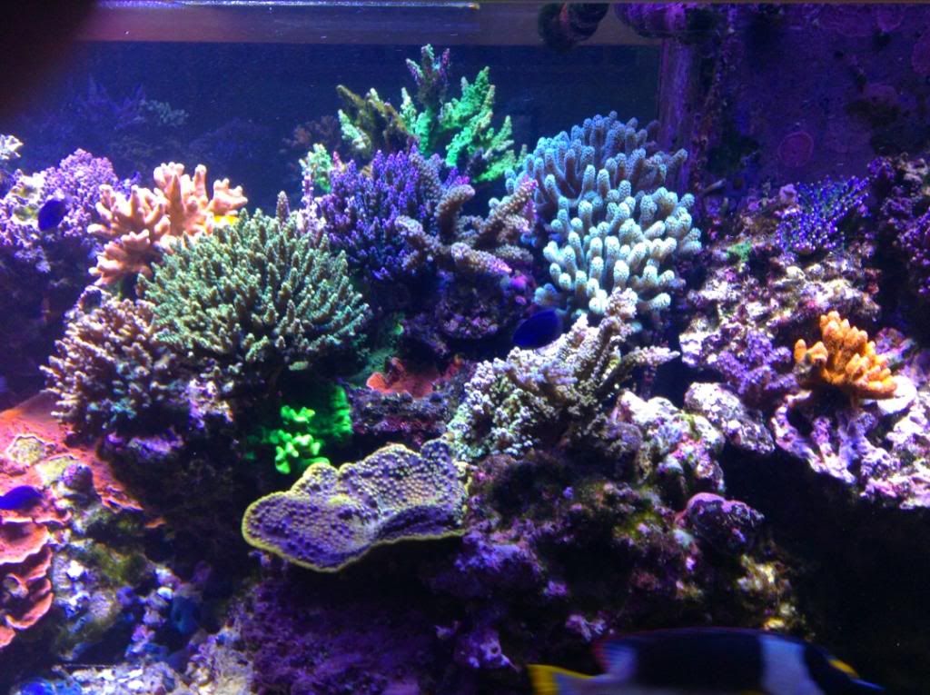 tank2013-1_zpsab1b0481.jpg