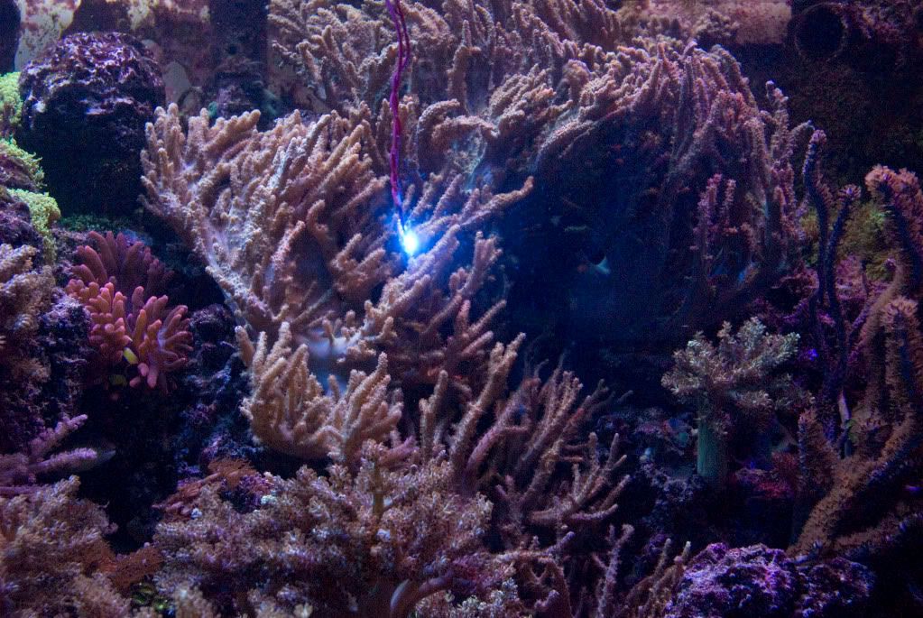 LEDSaltWaterTest_zpsa4d9e9c2.jpg