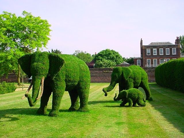 tạo hình cây cảnh topiary