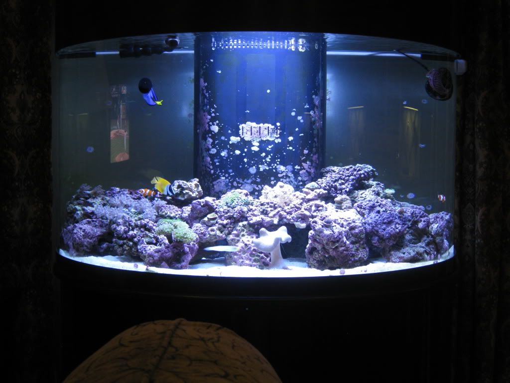 Half Circle Aquarium