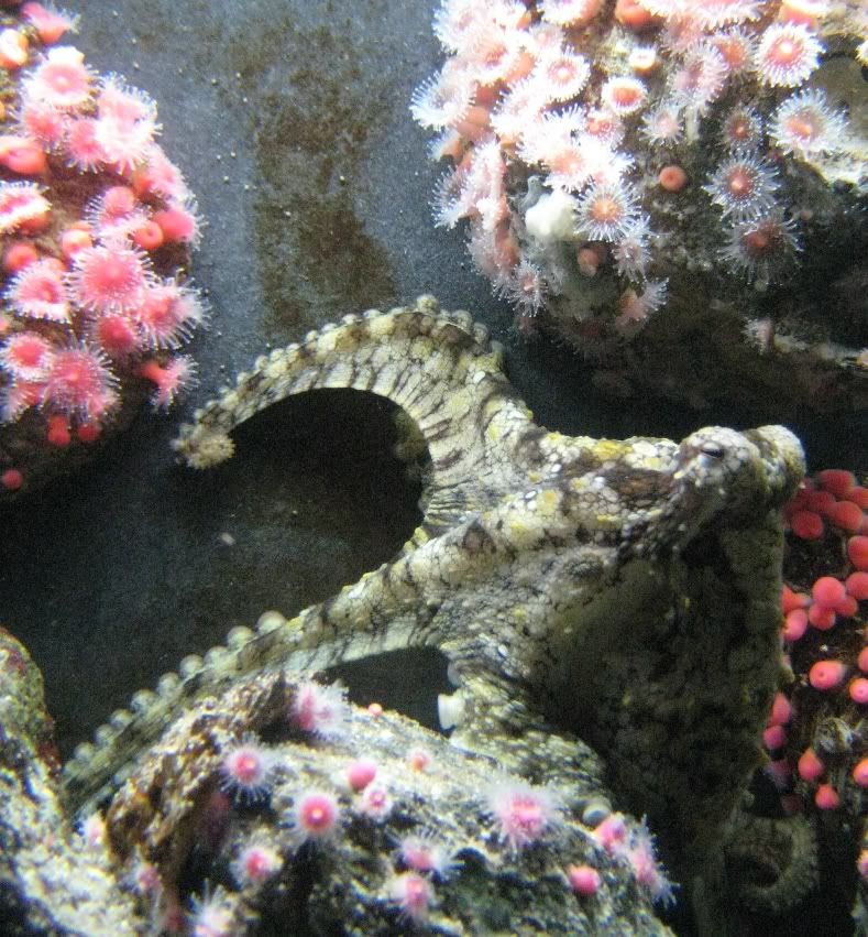 Take a look at my cold water octopus tank
