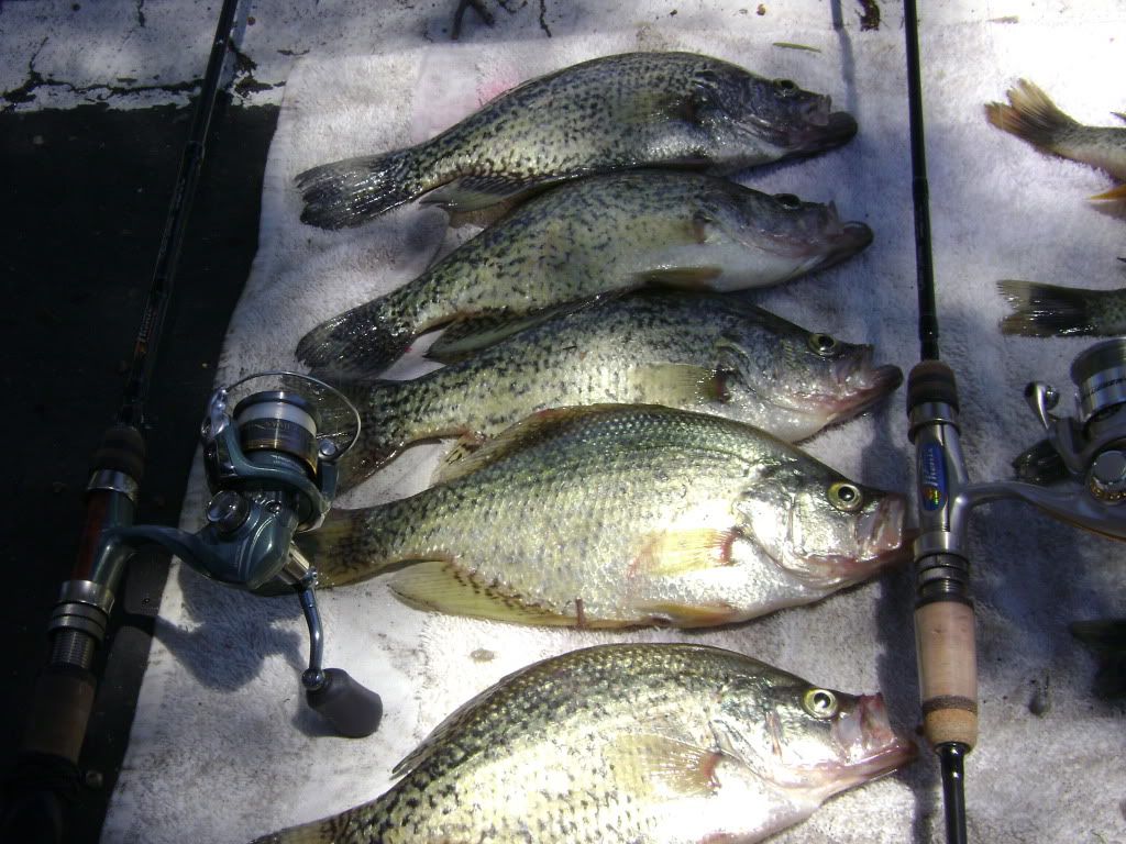 Lake perris fishing report