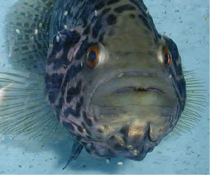 jual anjing chihuahua pejantan 1 jutaan handriho 27 jun