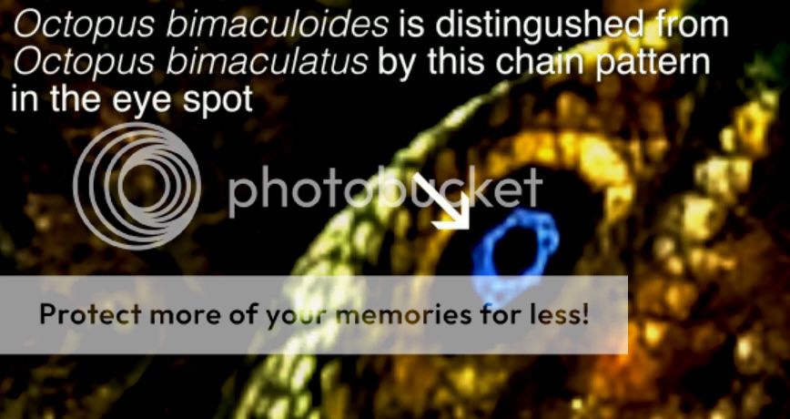 Bimaculoides or Bimaculatus | The Octopus News Magazine Online