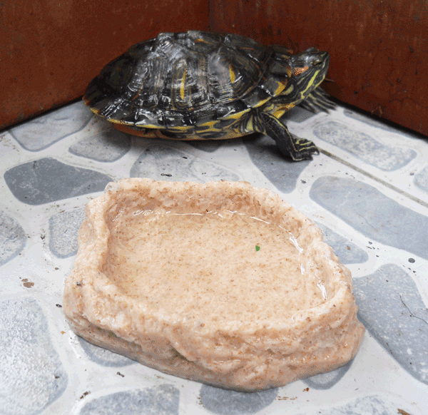 Reptile Snake Tortoise Tarantula Spider Vivarium Water Food Tray Bowl M